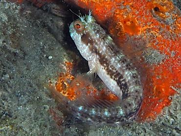 Seaweed Blenny - Parablennius marmoreus - Blue Heron Bridge, Florida