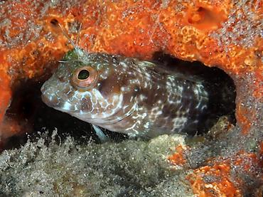 Seaweed Blenny - Parablennius marmoreus - Blue Heron Bridge, Florida