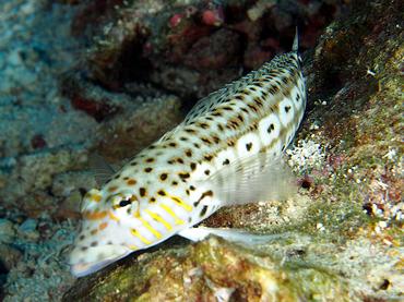 Speckled Sandperch - Parapercis hexophtalma - Fiji