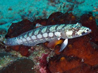 Reticulated Sandperch - Parapercis tetracantha - Lombok, Indonesia