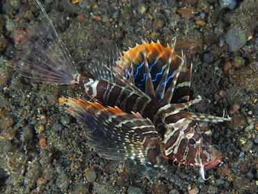 Gurnard Lionfish - Parapterois heterura - Komodo, Indonesia