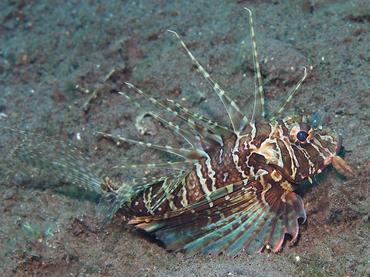 Gurnard Lionfish - Parapterois heterura - Bali, Indonesia