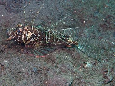 Gurnard Lionfish - Parapterois heterura - Bali, Indonesia