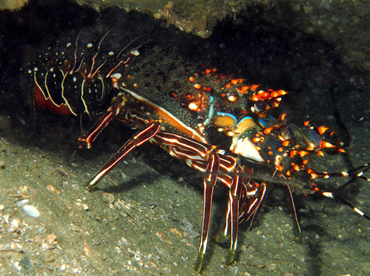 Blue Spiny Lobster - Panulirus inflatus - Cabo San Lucas, Mexico