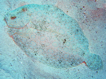 Peacock Flounder - Bothus lunatus - Aruba