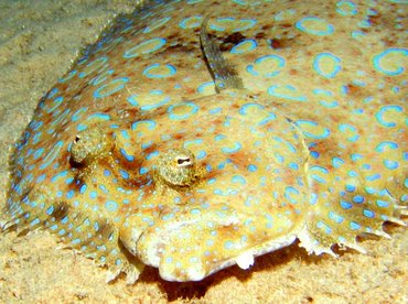 Peacock Flounder - Bothus lunatus - Bonaire