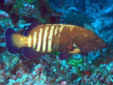 Peacock Grouper - Cephalopholis argus - Rangiroa, French Polynesia