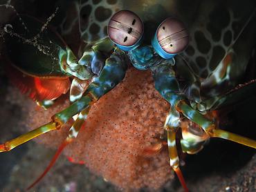 Peacock Mantis Shrimp - Odontodactylus scyllarus - Bali, Indonesia