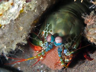 Peacock Mantis Shrimp - Odontodactylus scyllarus - Bali, Indonesia