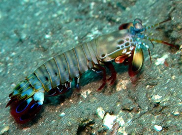 Peacock Mantis Shrimp - Odontodactylus scyllarus - Dumaguete, Philippines
