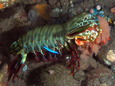 Peacock Mantis Shrimp - Odontodactylus scyllarus - Bali, Indonesia