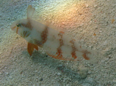 Pearly Razorfish - Xyrichtys novacula - Isla Mujeres, Mexico