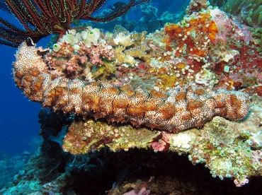 Graeffe's Sea Cucumber - Pearsonothuria graeffei - Dumaguete, Philippines