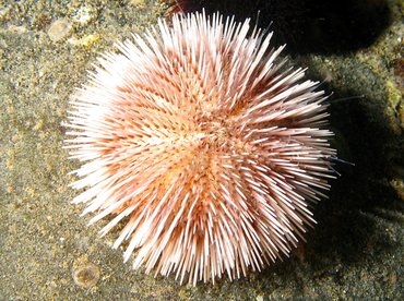 Pebble Collector Urchin - Pseudoboletia indiana - Lanai, Hawaii