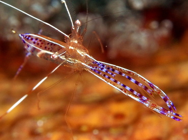 Pederson Cleaner Shrimp - Ancylomenes pedersoni - Turks and Caicos