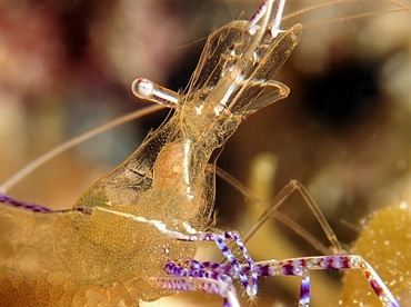 Pederson Cleaner Shrimp - Ancylomenes pedersoni - Cozumel, Mexico