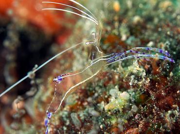 Pederson Cleaner Shrimp - Ancylomenes pedersoni - Palm Beach, Florida