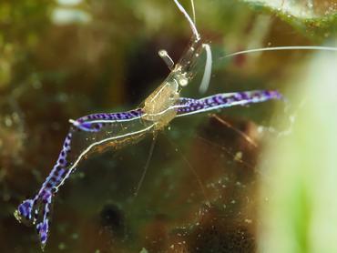 Pederson Cleaner Shrimp - Ancylomenes pedersoni - British Virgin Islands