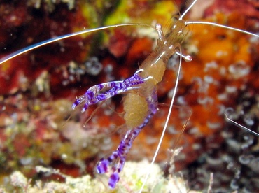 Pederson Cleaner Shrimp - Ancylomenes pedersoni - Belize