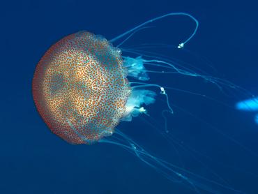 Warty Jellyfish - Pelagia noctiluca - British Virgin Islands