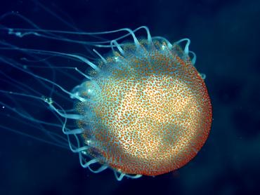 Warty Jellyfish - Pelagia noctiluca - British Virgin Islands