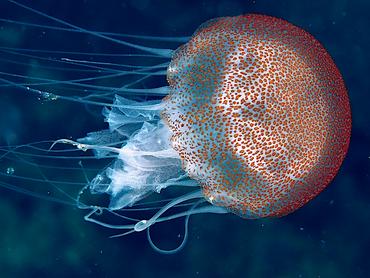 Warty Jellyfish - Pelagia noctiluca - British Virgin Islands