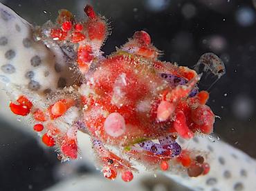 Cryptic Teardrop Crab - Pelia mutica - British Virgin Islands
