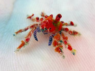 Cryptic Teardrop Crab - Pelia mutica - British Virgin Islands
