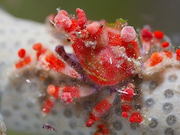 Cryptic Teardrop Crab - Pelia mutica - British Virgin Islands