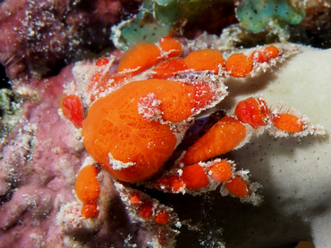 Southern Teardrop Crab - Pelia rotunda - Bonaire
