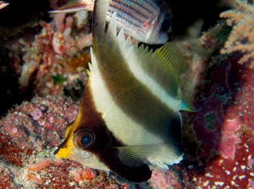 Pennant Bannerfish - Heniochus chrysostomus - Palau