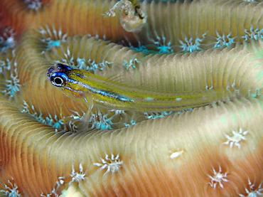 Peppermint Goby - Coryphopterus lipernes - British Virgin Islands