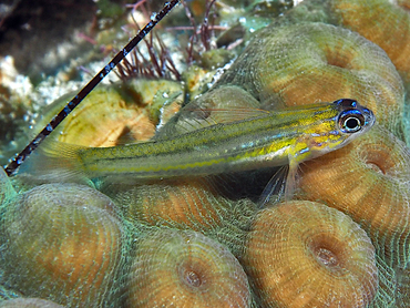 Peppermint Goby - Coryphopterus lipernes - Turks and Caicos