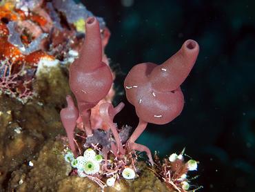 Heteropia minor - Heteropia minor - Komodo, Indonesia