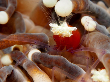 Mushroom Coral Shrimp - Cuapetes kororensis - Lembeh Strait, Indonesia