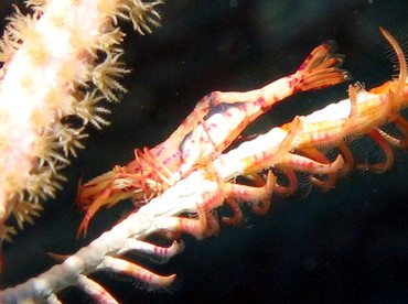 Red and White Crinoid Shrimp - Periclimenes cf. meyeri - Nassau, Bahamas