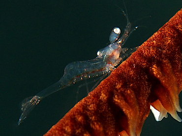 Iridescent Shrimp - Periclimenes iridescens - Roatan, Honduras