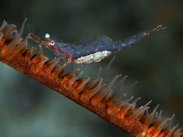 Iridescent Shrimp - Periclimenes iridescens - Turks and Caicos