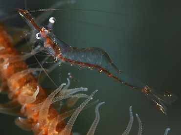 Iridescent Shrimp - Periclimenes iridescens - Turks and Caicos