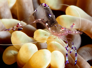 Sarasvati Anemone Shrimp - Ancylomenes sarasvati - Palau