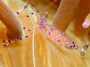 Sarasvati Anemone Shrimp - Ancylomenes sarasvati - Lembeh Strait, Indonesia