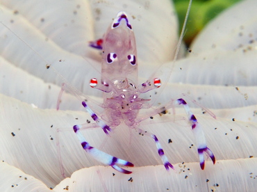 Sarasvati Anemone Shrimp - Ancylomenes sarasvati - Lembeh Strait, Indonesia