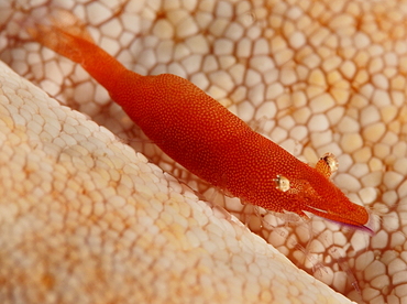 Sea Star Shrimp - Periclimenes soror - Anilao, Philippines