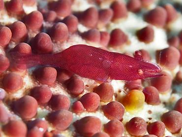 Sea Star Shrimp - Zenopontonia soror - Moorea, French Polynesia