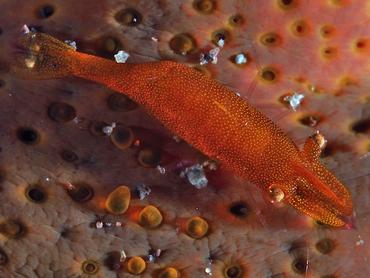 Sea Star Shrimp - Zenopontonia soror - Bali, Indonesia
