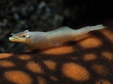 Sea Star Shrimp - Zenopontonia soror - Bali, Indonesia