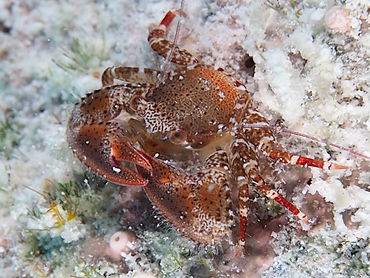 Charming Porcelain Crab - Petrolisthes amoenus - Bonaire