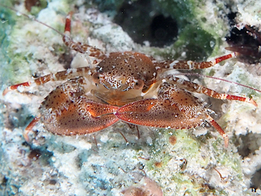 Charming Porcelain Crab - Petrolisthes amoenus - Bonaire