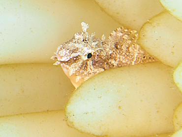 Highfin Fangblenny - Petroscirtes mitratus - Bali, Indonesia