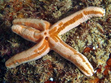 Tan Starfish - Phataria unifascialis - Cabo San Lucas, Mexico